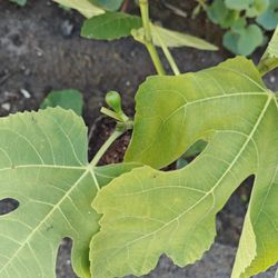 Fig Plant