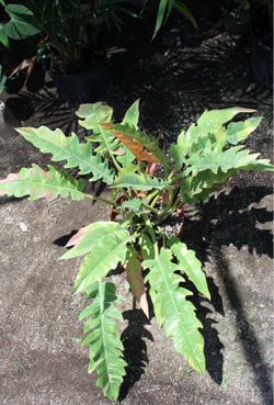 XL Philodendron Ring of Fire
