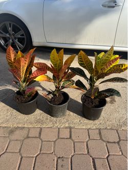 Croton 13$ each