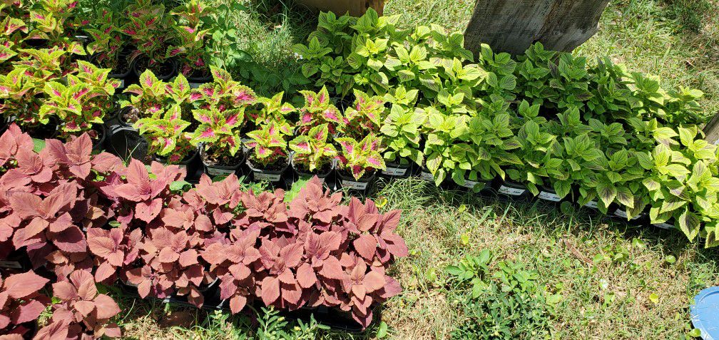 colorful coleus shade plants! 4.5" pots only $1.50 each