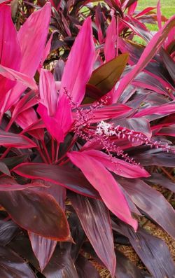 Red Sister Hawaiian Ti Cordyline Plant