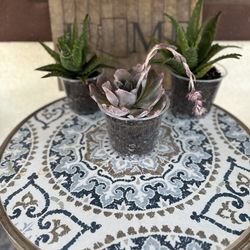 Aloe Vera/Succulents 