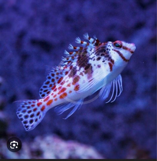Saltwater Decoration.  Picture For Reference 