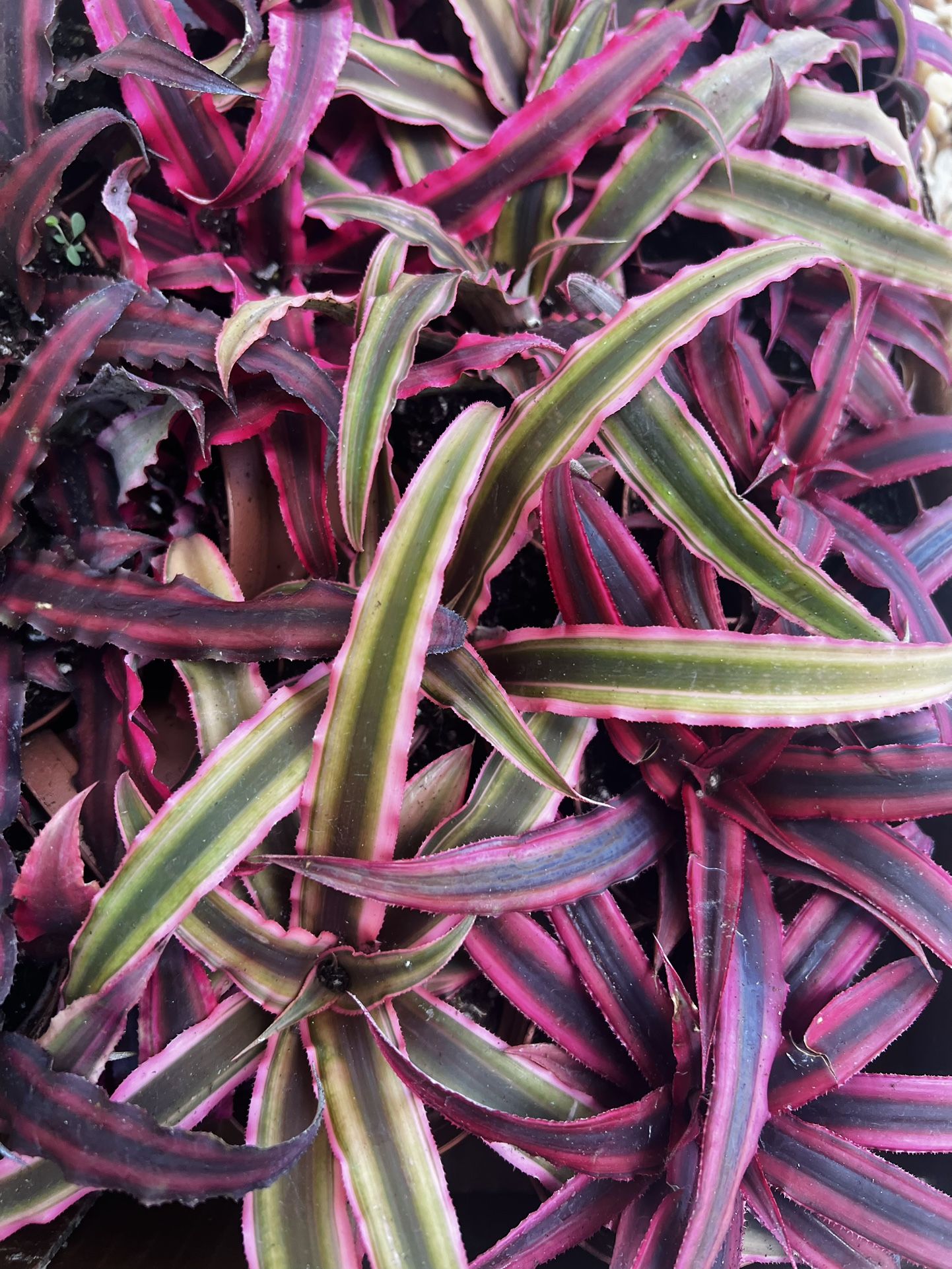 Pink Earth Star 3” Pot