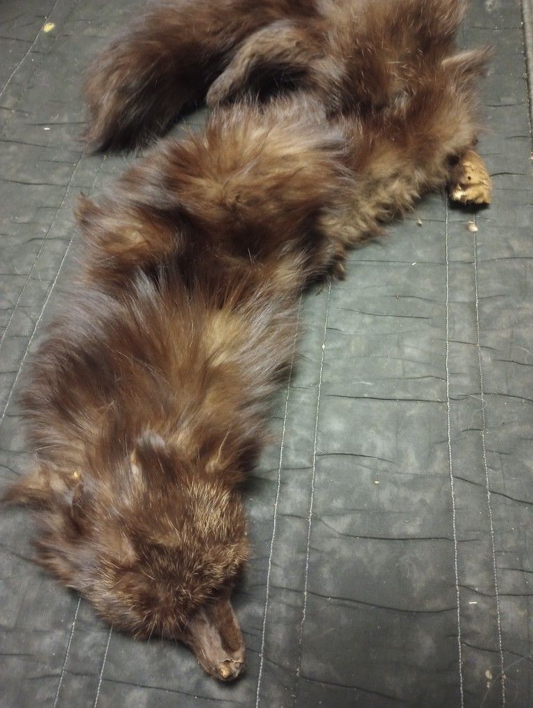 Wearable Fox Assessory Used