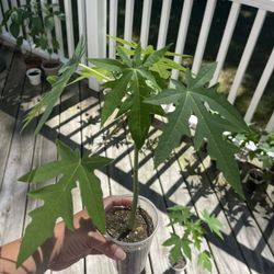Young Papaya Plant/Tree