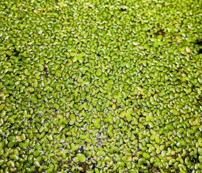 Duckweed Aquatic plant 