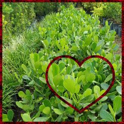 CLUSIA PRIVACY HEDGE PLANTS 3GL $4.50💚💚