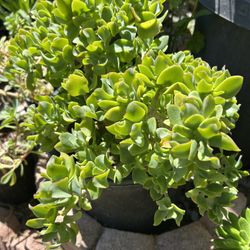 Very Nice Succulent Plant 