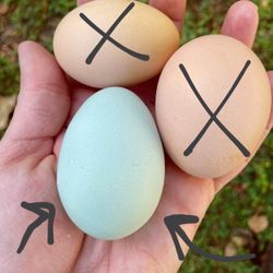 Egg, Chicken Eggs, Blue Eggs