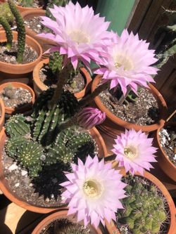 Single Head Cutting Cactus Lavander Flower Color