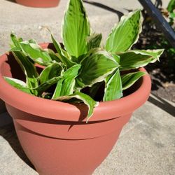 Live Plants HOSTA GREEN And WHITE, OVER 12 Individual stalks