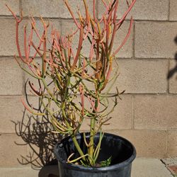 Fire Stick Suculent Cactus Plant 