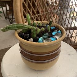 Arrojadoa  Cactus On A Ceramic  Pot