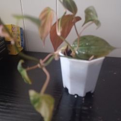 Philodendron Mican 