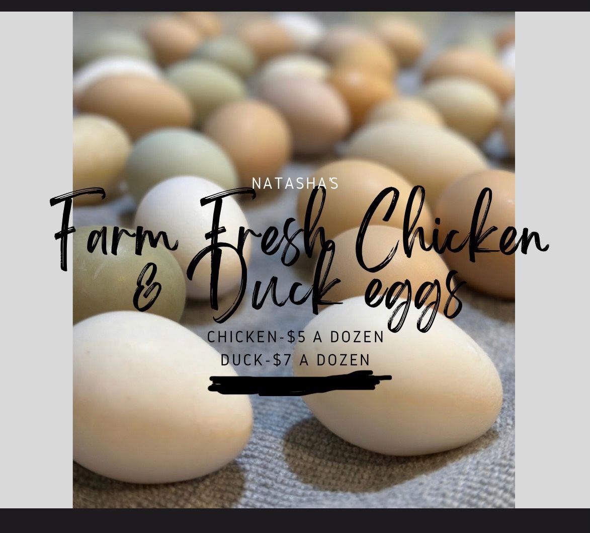 Farm Fresh Duck Eggs