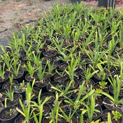 Lilys