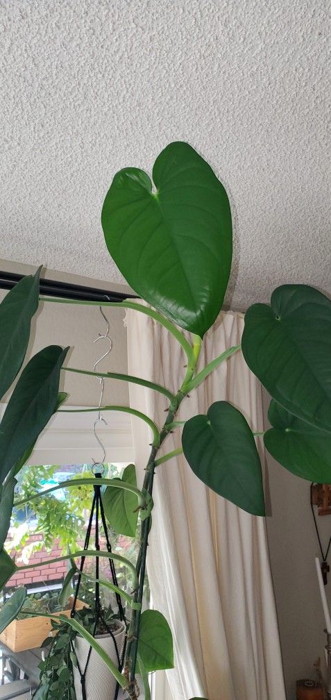 Syngonium Chiapense