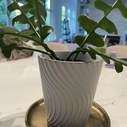 Fishbone Cactus