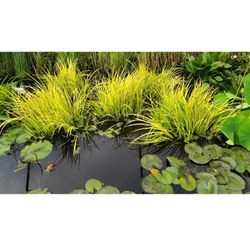 Golden Variegated Grass Koi Pond Aquatic Plants 