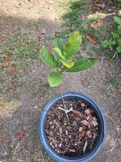 Pecan Tree for sale 🔥