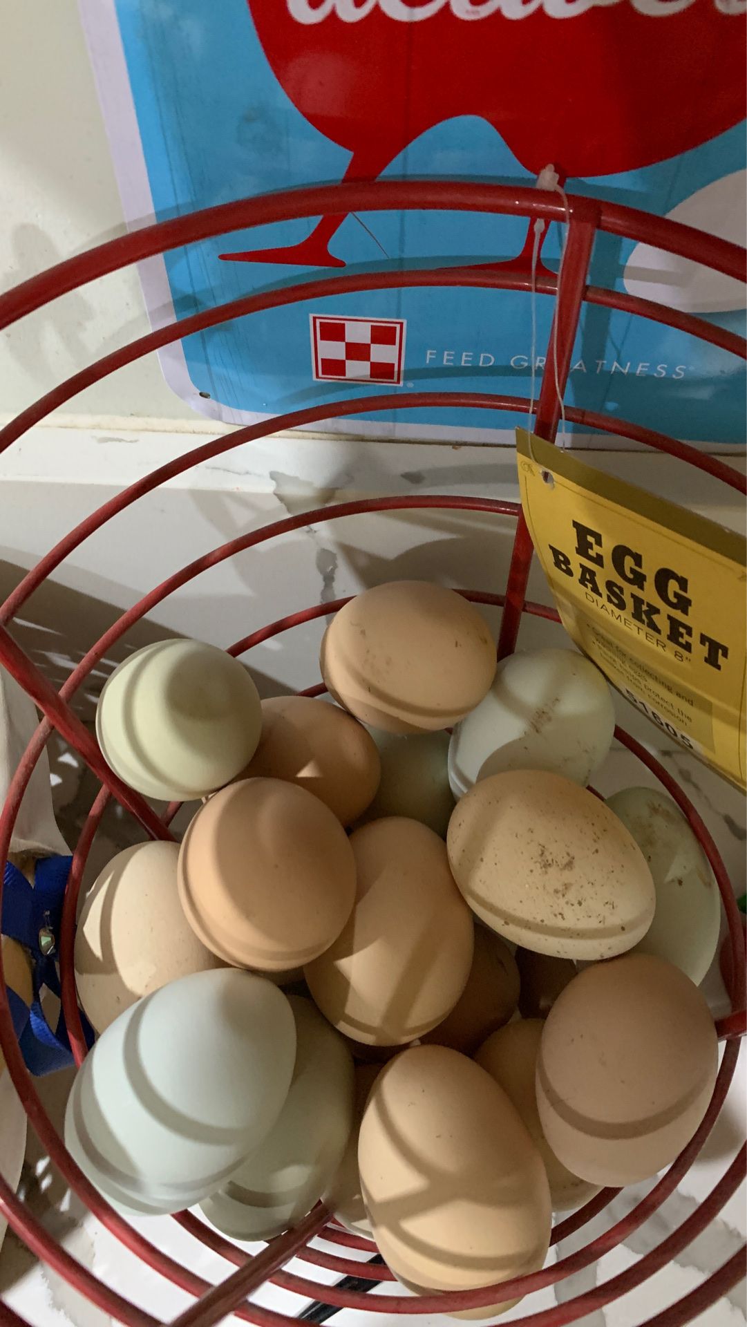 Fresh chicken eggs