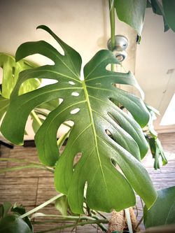 Large Monstera Deliciosa (Swiss-cheese) Plant - Mature Statement Plant