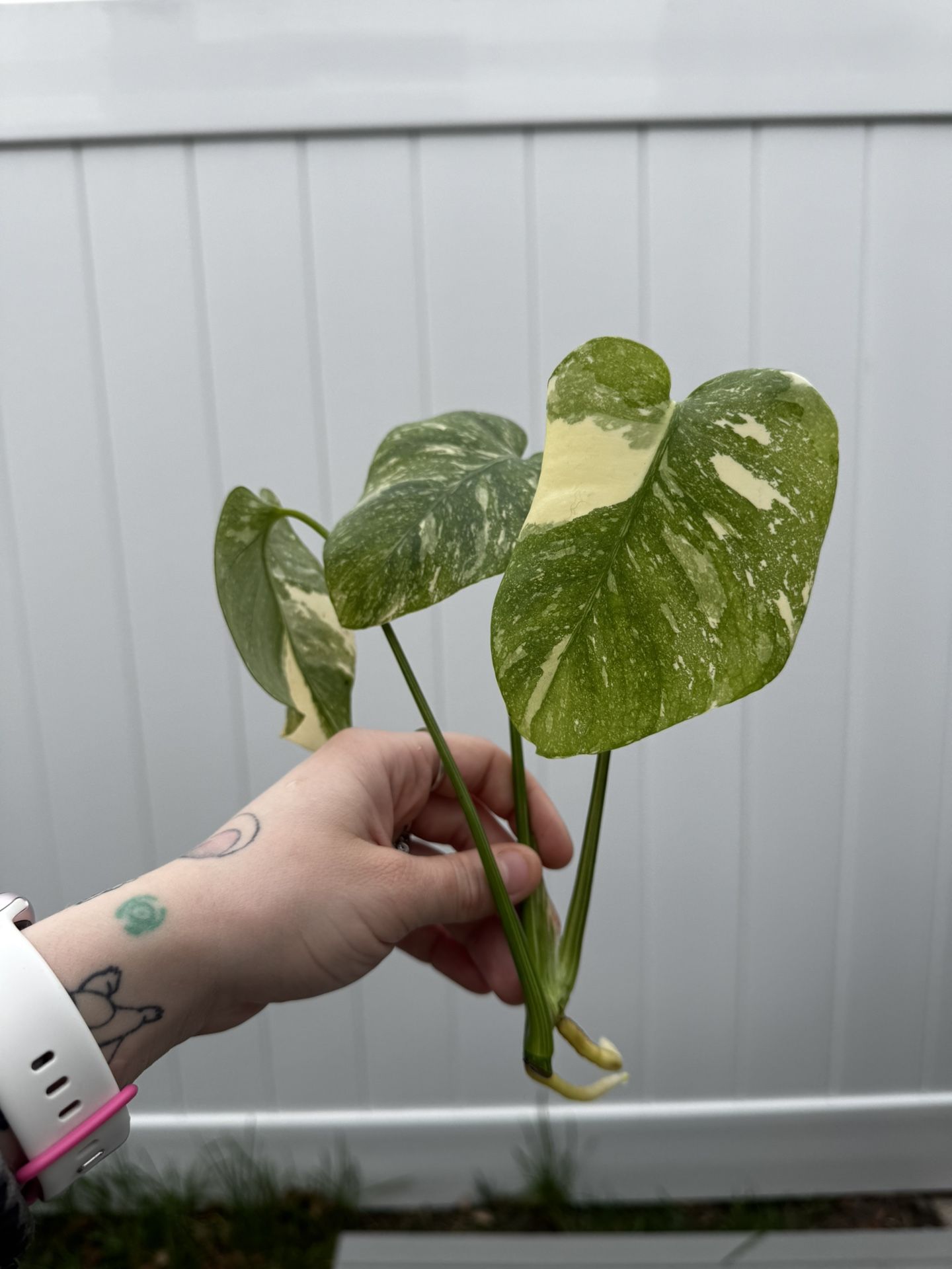 Houseplants For Trade Or Sale