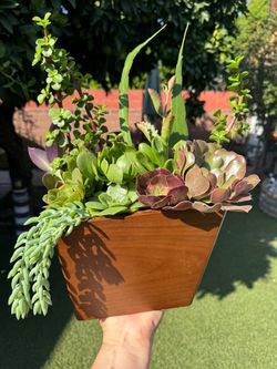 Gorgeous Succulent Arrangement in a beautiful wooden pot