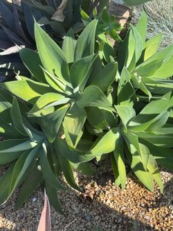 Foxtail Agaves