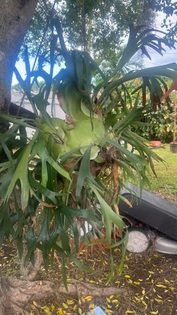 Plant