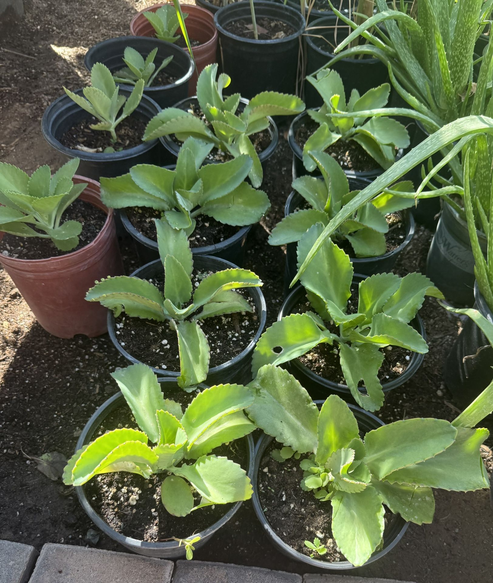 Kalanchoe Plans In 5G And One One G $20 And $12 Each