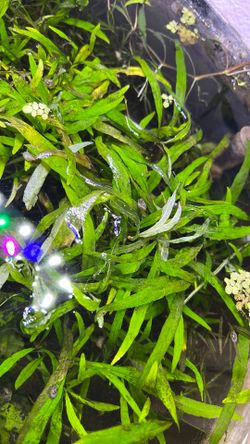 Aquarium Plant