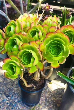 Beautiful Aeonium Succulent Plants w/ Multiple Rosettes - ( 3 Available )