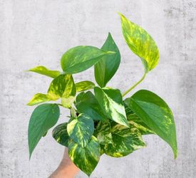 Lush Trailing High Variegation Pothos Money plant/ indoor outdoor/ house plant/ flower patio garden