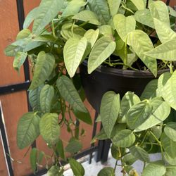 cebu blue philodendron basket