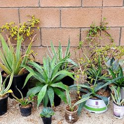 Last Chance For Planting Before It Gets Too Hot.Succulents For Sale Get 2 For Price Of  1