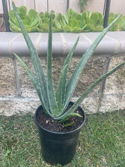 Organic ALOE VERA plant, healthy and green