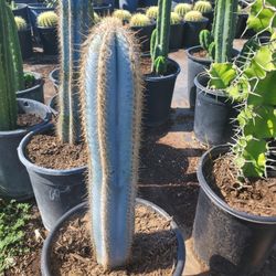 Blue Torch Cactus 