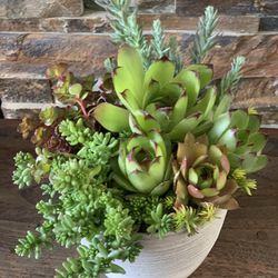 Succulent Arrangement, Light Gray Pot