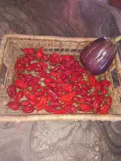 Fresh scorpion peppers.