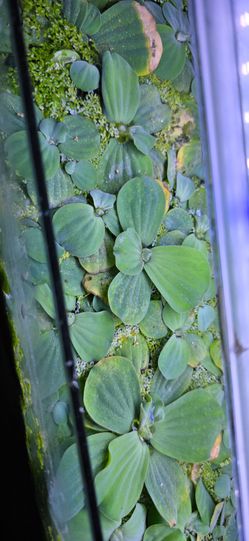 Water lettuce