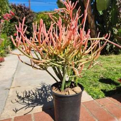 Fire Stick Suculent Cactus Plant 