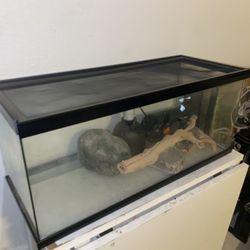 20 Gallon Tank 