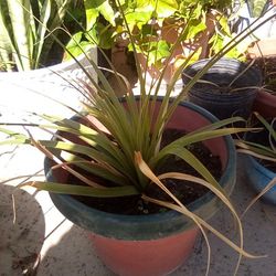 Baby Ponytail Palm In A Pot $9