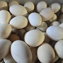 Fresh Eggs 