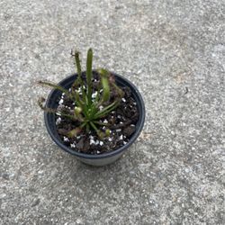 Small Sundew Carnivorous Plant Great For Gnats 