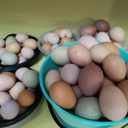 Fresh Eggs