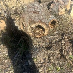 Hollow Log