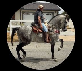 Caballo Español 100%